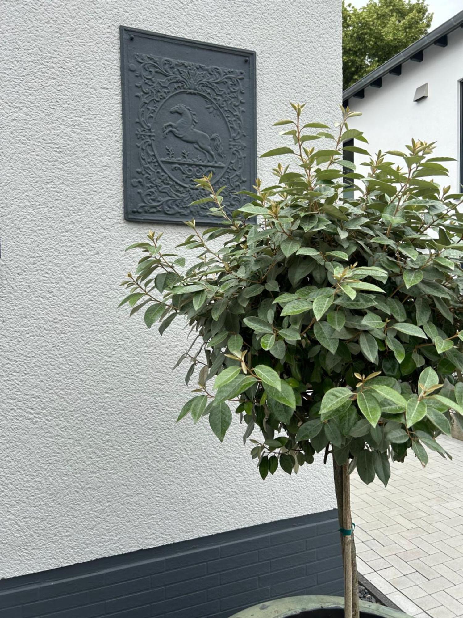 Premium Ferienwohnung Im Herzen Der Kurstadt Bad Neuenahr-Ahrweiler Exteriér fotografie